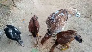 #parla cross breed # JATHI KODULU #
