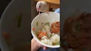The bird knows how to eat rice