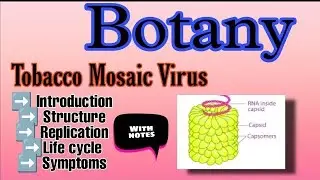 Tobacco Mosaic Virus (TMV)/ Structure/ Replication of TMV/ Life cycle || Botany Bsc 1 year