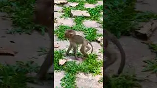 #monkeyangkor cute boy in playground