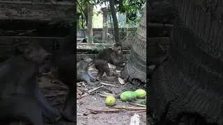 #shorts #shortsvideo #animals #wildlife #monkey #cutebaby #sophia #moggi