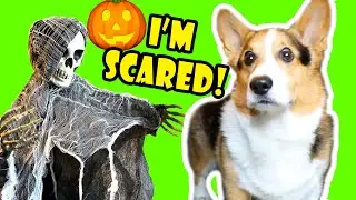 Превращаю своего корги в дом ужасов с привидениями — слишком жутко? 🐾👻 🎃 || Жизнь после колледжа:...