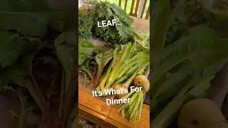 #kale, #mustard, #lettuce and #beet greens to chop up for dinner. #garlic scapes, beets and #squash