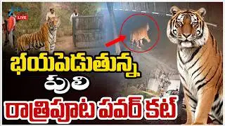 LIVE: Tiger Hulchal In Siddipet District | Telangana భయపెడుతున్న పులి రాత్రిపూట పవర్&zwnj; కట్&zwnj; | ZEENews