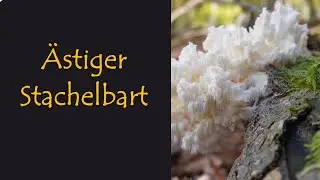 &Auml;stiger Stachelbart - Der Wunderheiler der alten W&auml;lder | mit Martin Maschka