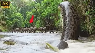 Wild Life Amazon Jungle – Survival in a World Full of Predators