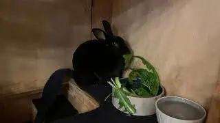 Clover is the Cutest Rabbit Ever