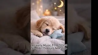 15 HOURS Non-Stop Calming Music for Dogs 🐶 Anxiety Relief & Deep Sleep