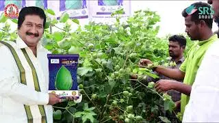 SRI RAMA SEEDS' New Cotton Variety Shakthi plus ||  Innovation, Quality & service