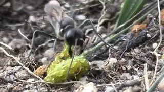 Sand Wasp Ammophila sabulosa stinging prey
