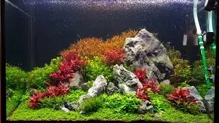 Planted tank, rock and AR mini aquascape