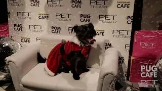 PUG CAFE X PET TEEZER CHRISTMAS PARTY | LONDON
