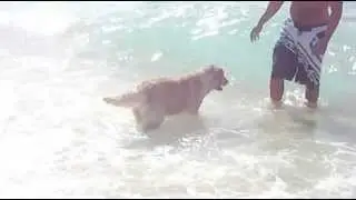 Jusy female golden retriever 2