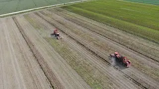 Raccolta barbabietole da zucchero con due Holmer Terra Dos T4.40