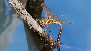 Grande &aelig;schne - Aeshna grandis - Femelle en ponte