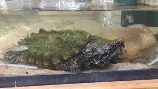 Alligator Snapping Turtle - Part One