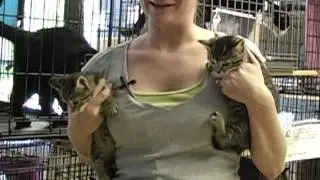 Cat Connection Commercial