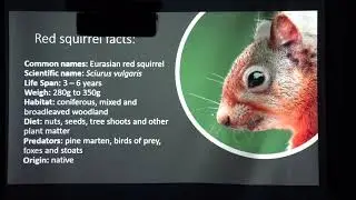 SWT Central Borders - Hawick, Selkirk and Denholm Red Squirrel Group with Jan Ferguson
