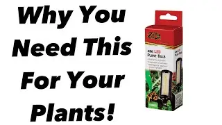 Zilla: Mini LED Plant Bulb| Discussion & Review