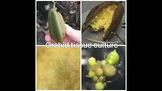 Plant Tissue Culture - Orchid seed pods (Cymbidium)