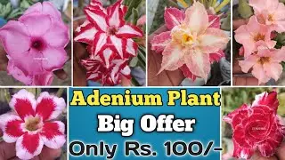 Adenium BIG OFFER.. WHOLESALE MARKET.. ALL INDIA DELIVERY #garden #desertrose #adeniumplant