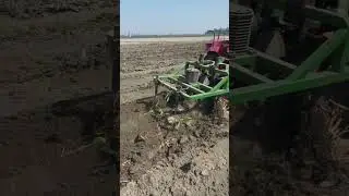 ratoon in sugarcane for bumper production