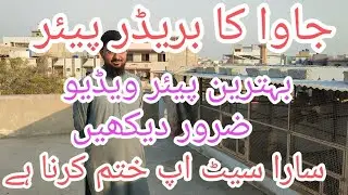 visit new setup java ka setup #nexus #khurram #youtube#b4 #birds #lovebirds #all birds#java
