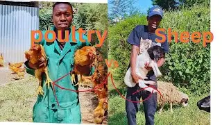 Poultry vs sheep farming which one is the most profitable business to start in kenya/begginer guide