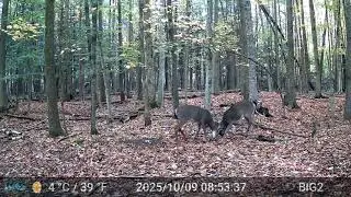 #deer #hunting   Mock Scrape 2025 Pre Rut Special