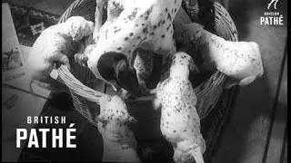 Mass Production - Dogs (1957)