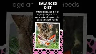 Easy Cat Diet Advice #catdiet
