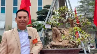 Nghệ nhân Hoà Taxi gọi ngay chủ nhân cây ổi đẹp nhất ra phê bình