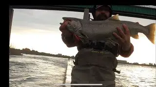 Giant St Mary&rsquo;s River Rapids Coho Salmon Cook/Catch & egg harvest..
