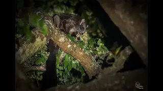 The Indian giant flying squirrel (Petaurista philippensis).