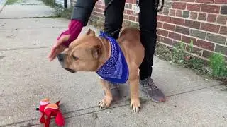 Scrappy Doo 106911 | delicious mini meatball with a signature move