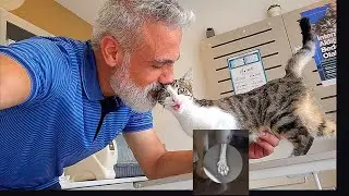 Kitten&rsquo;s Broken Paw Saved from Amputation | Heartwarming Recovery