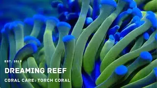 Coral Care: Torch Corals
