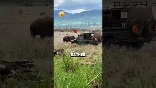 Unexpected Rhino Behavior