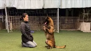 Training dogs 🐕