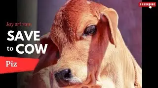 Gomata ku kia rakhay kariba piz save cows 💔😔🙏