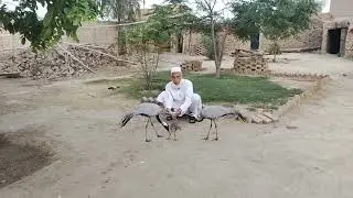 Crane birds, koonj birds, Siberian birds, Indian birds | Crane bird video, crane hunting, crane bird