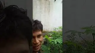 sp yg paling di incar petani walet