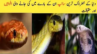 Snake Information in Urdu | Snake Info in Hindi | Snake History in Urdu |