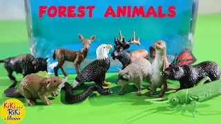 Learn forest animals and insects in English with splashing of water.  Educational video