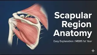 Scapular Region Anatomy | Easy Explanation