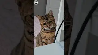 Охота
