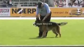 Tom manwork sieger show 2009