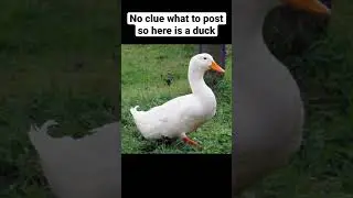 Duck 🦆 #bread #funny #meme #memes #duck #funnymemes #cheese