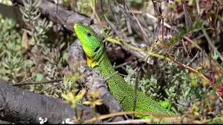 Balkan Green Lizard (Lacerta trilineata) in Herzegovina