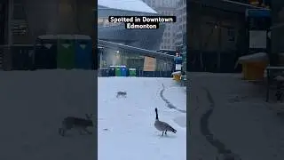 Spotted in Downtown Edmonton #exploreedmonton #downtownedmonton #edmontonalberta